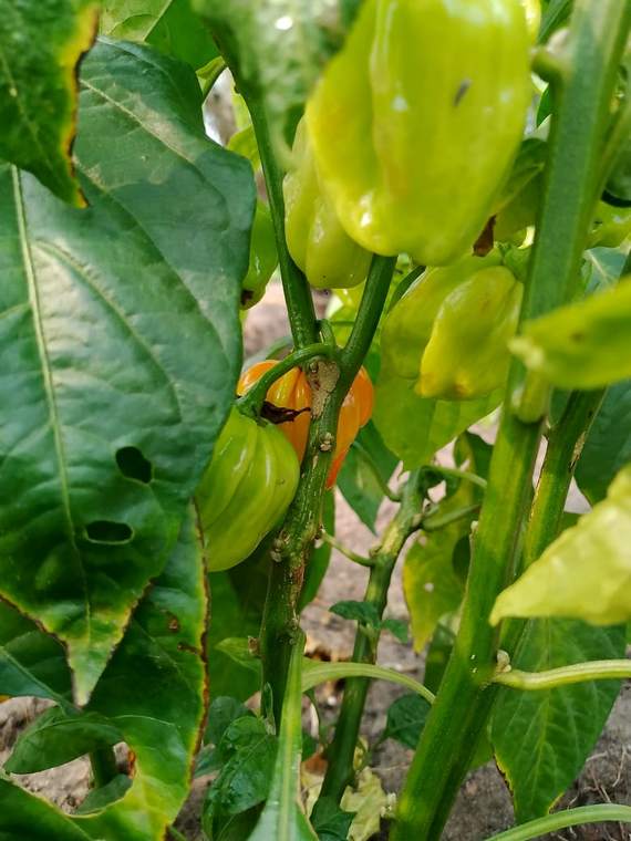Piments cultivés sans pesticides de synthèse sur le domaine de Luilansi