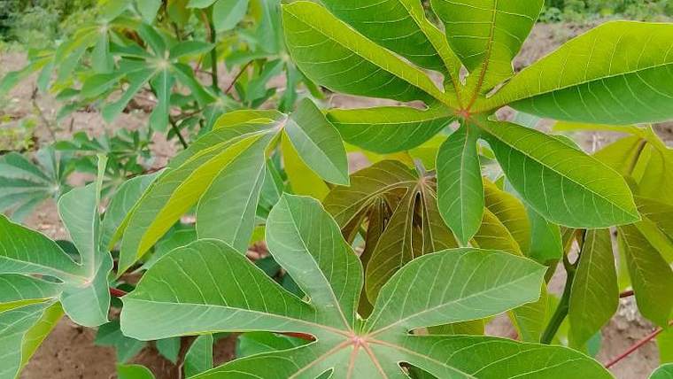 Feuilles de manioc en pleine croissance sur une parcelle de la ferme Luilansi à Kasangulu