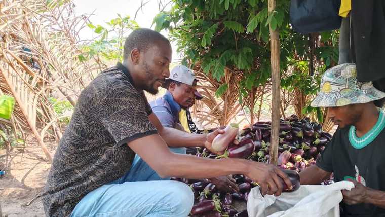 Équipe de la ferme triant et conditionnant des aubergines locales